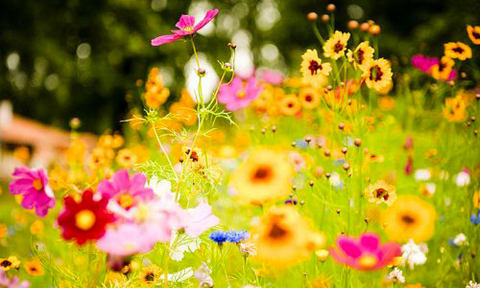 Le stagioni dei fiori